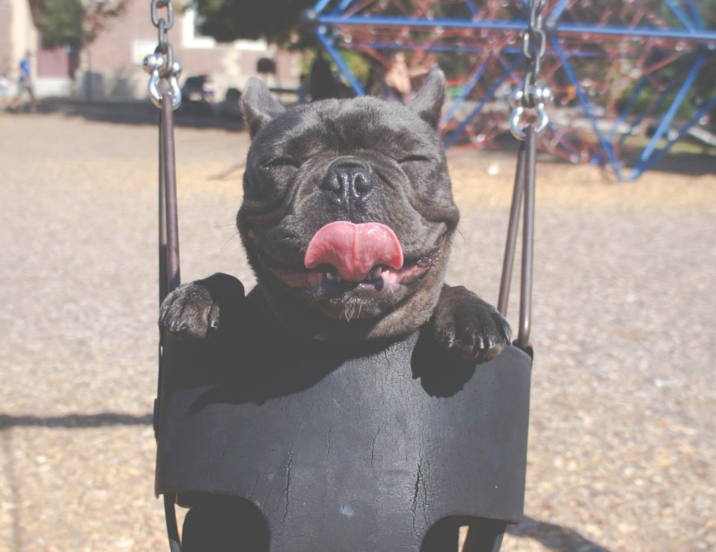 Dog in a swing smiling